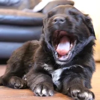 Teal, a male Australian Shepherd and Golden Retriever for sale in Magalia, CA – Photo 3 of 6
