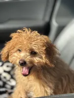 Abby, a female Miniature Goldendoodle for sale in West Chicago, IL – Photo 2 of 2