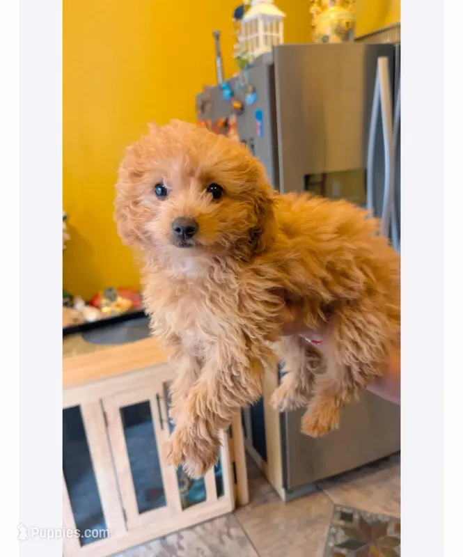 Abby – Miniature Goldendoodle puppy for sale in West Chicago, IL