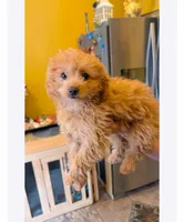 Abby, a female Miniature Goldendoodle for sale in West Chicago, IL – Photo 1 of 2