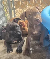 Sarg, a male American Pit Bull Terrier for sale in California, CA – 5 of 10