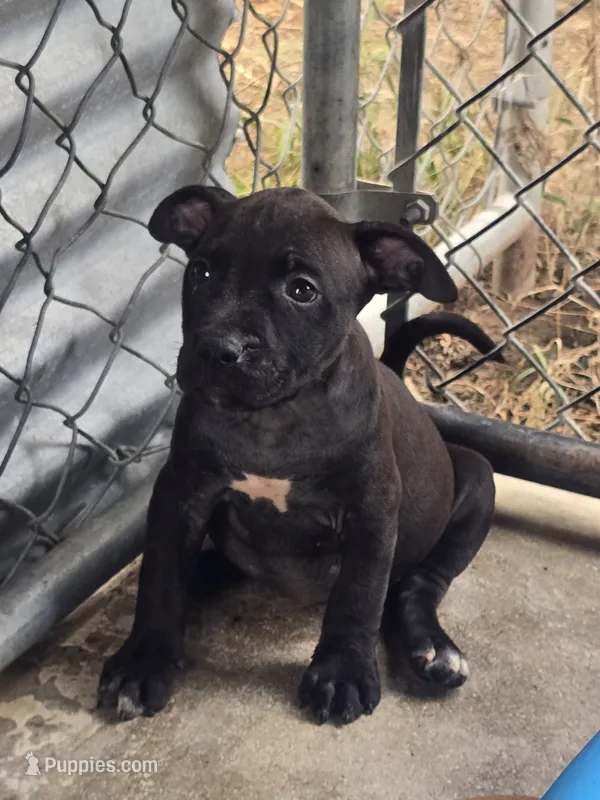 Elle – American Pit Bull Terrier puppy for sale in California, CA