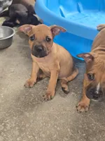 Hank, a male American Pit Bull Terrier for sale in California, CA – 6 of 9