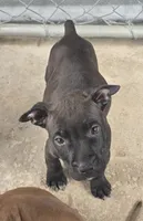 Elle, a female American Pit Bull Terrier for sale in California, CA – 6 of 10