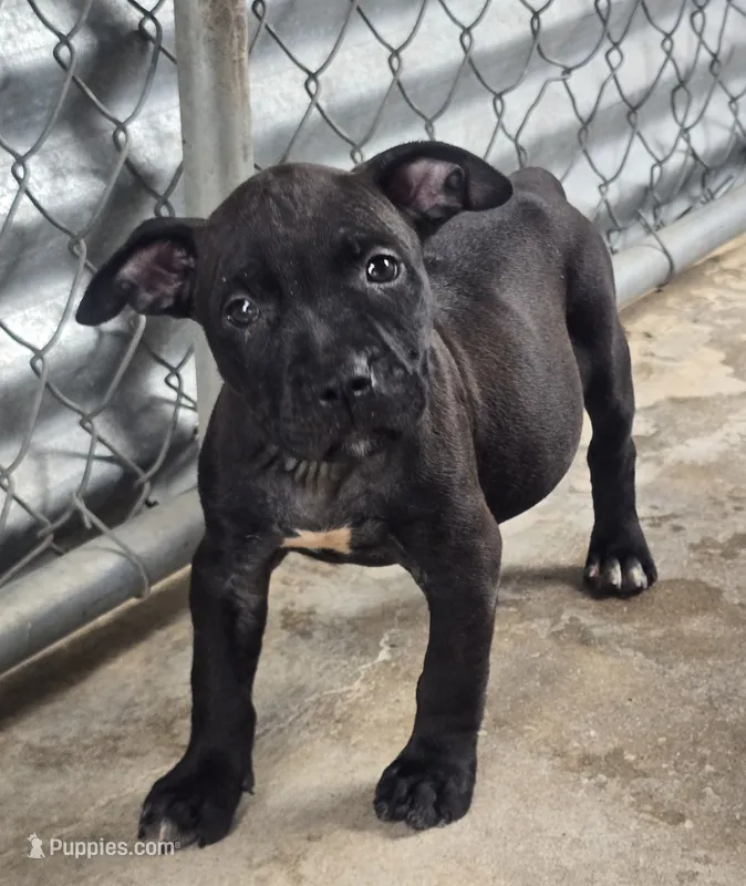 Elle – American Pit Bull Terrier puppy for sale in California, CA