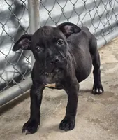 Elle, a female American Pit Bull Terrier for sale in California, CA – 3 of 10