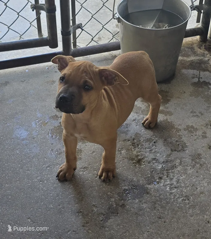 Scooter – American Pit Bull Terrier puppy for sale in California, CA