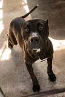 Elle, a female American Pit Bull Terrier for sale in California, CA – 9 of 10