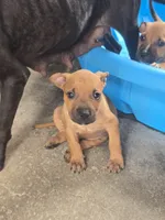 Hank, a male American Pit Bull Terrier for sale in California, CA – 8 of 9