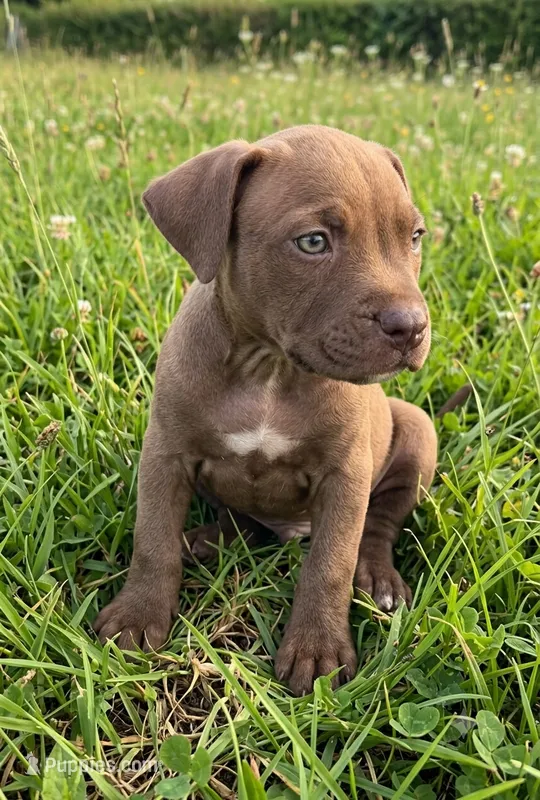 Sarg – American Pit Bull Terrier puppy for sale in California, CA