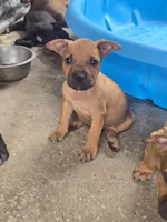 Hank, a male American Pit Bull Terrier for sale in California, CA – 7 of 9