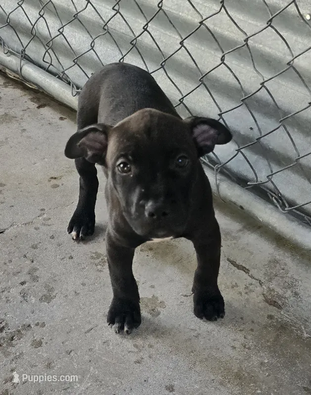 Elle – American Pit Bull Terrier puppy for sale in California, CA