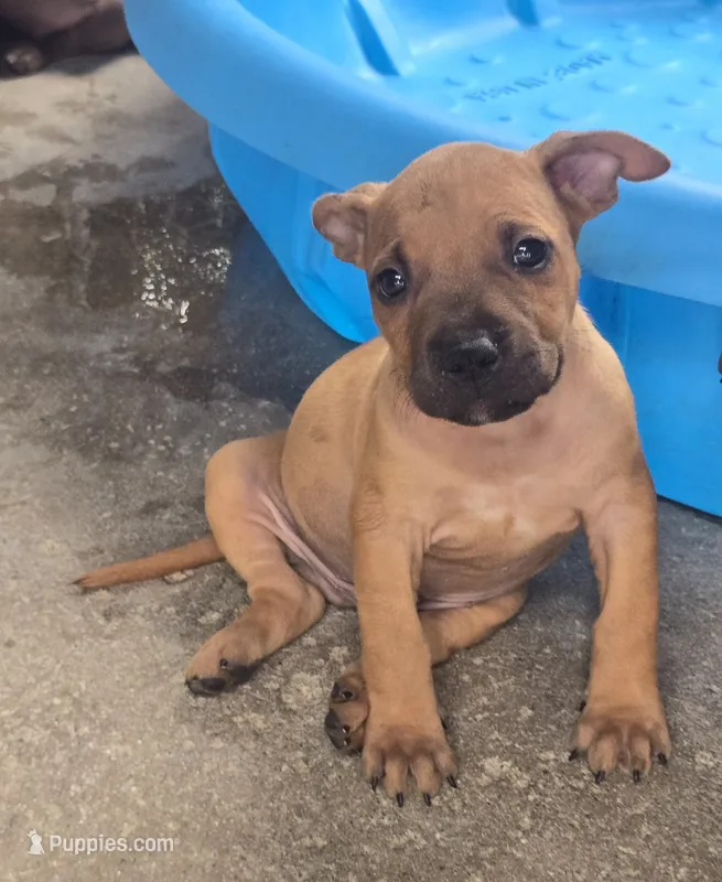 Hank – American Pit Bull Terrier puppy for sale in California, CA