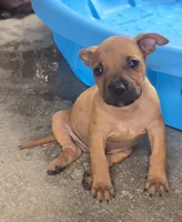 Hank, a male American Pit Bull Terrier for sale in California, CA – 1 of 9