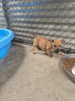 Hank, a male American Pit Bull Terrier for sale in California, CA – 9 of 9