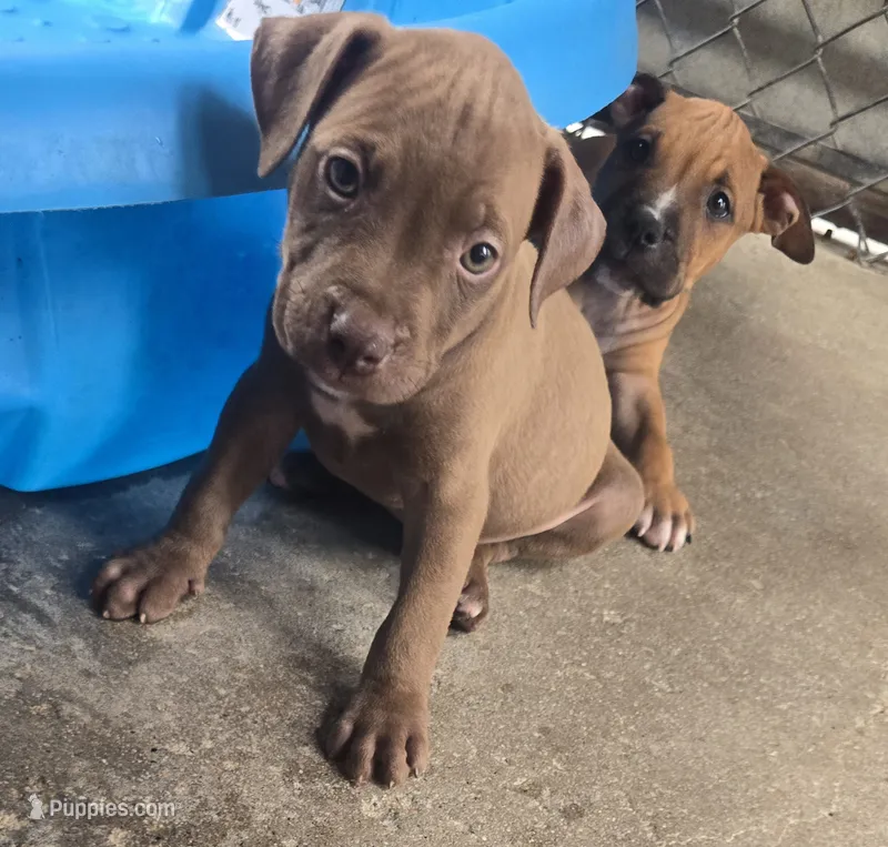 Sarg – American Pit Bull Terrier puppy for sale in California, CA