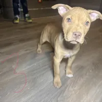 APBT, a male American Pit Bull Terrier for sale in California, CA – Photo 1 of 9