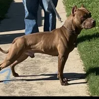 APBT, a male American Pit Bull Terrier for sale in California, CA – Photo 9 of 9