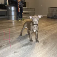 APBT, a male American Pit Bull Terrier for sale in California, CA – Photo 5 of 9