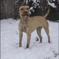 APBT, a male American Pit Bull Terrier for sale in California, CA – Photo 7 of 9