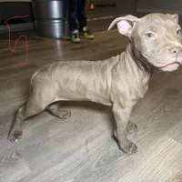 APBT, a male American Pit Bull Terrier for sale in California, CA – Photo 2 of 9