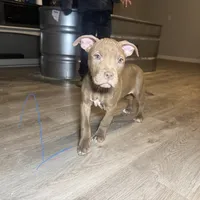 APBT, a male American Pit Bull Terrier for sale in California, CA – Photo 8 of 9