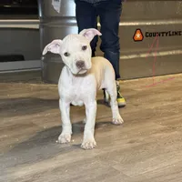 APBT, a male American Pit Bull Terrier for sale in California, CA – Photo 6 of 9