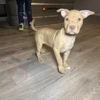 APBT, a male American Pit Bull Terrier for sale in California, CA – Photo 3 of 9