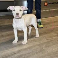 APBT, a male American Pit Bull Terrier for sale in California, CA – Photo 4 of 9