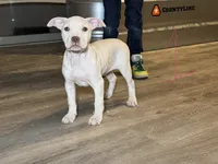 processed/7a981572-1810-469f-ba8f-cbfde4da56ba/listing/78dbe8f4-f7c5-4fbb-a580-478bdfc60088/f6cc8a94-3ef1-489b-bbe0-a50be40648d1