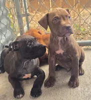 Sarg, a male American Pit Bull Terrier for sale in California, CA – 2 of 10
