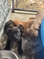 Elle, a female American Pit Bull Terrier for sale in California, CA – 4 of 10