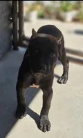 Elle, a female American Pit Bull Terrier for sale in California, CA – 1 of 8