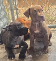 Sarg, a male American Pit Bull Terrier for sale in California, CA – 4 of 10