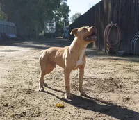 Elle, a female American Pit Bull Terrier for sale in California, CA – 7 of 10