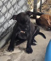 Elle, a female American Pit Bull Terrier for sale in California, CA – 2 of 10