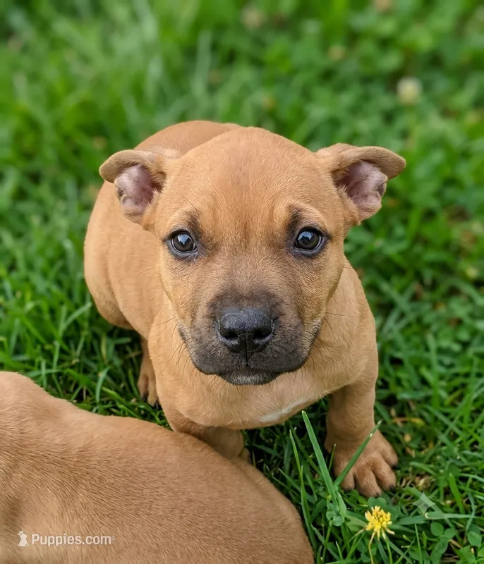 Scooter – American Pit Bull Terrier puppy for sale in California, CA