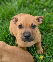 Scooter, a male American Pit Bull Terrier for sale in California, CA – 1 of 7