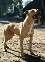 Hank, a male American Pit Bull Terrier for sale in California, CA – 5 of 9