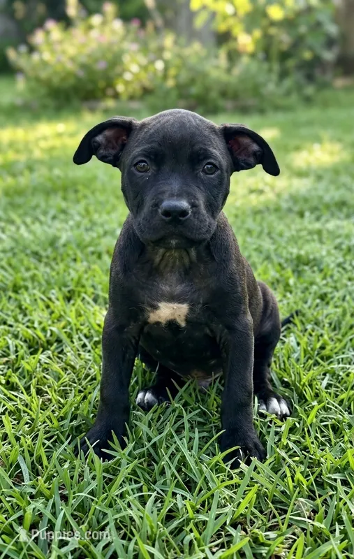 Elle – American Pit Bull Terrier puppy for sale in California, CA