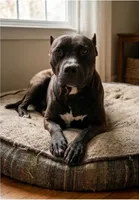 Elle, a female American Pit Bull Terrier for sale in California, CA – 10 of 10