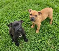 Scooter, a male American Pit Bull Terrier for sale in California, CA – 4 of 7
