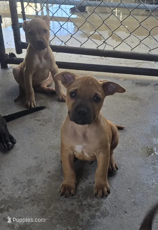 Scooter – American Pit Bull Terrier puppy for sale in California, CA