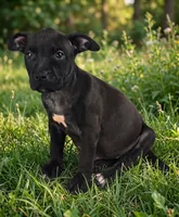 Elle, a female American Pit Bull Terrier for sale in California, CA – 5 of 10