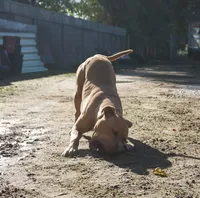 Elle, a female American Pit Bull Terrier for sale in California, CA – 8 of 10