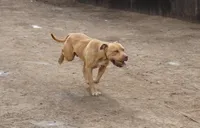 Hank, a male American Pit Bull Terrier for sale in California, CA – 2 of 9