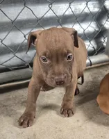 Sarg, a male American Pit Bull Terrier for sale in California, CA – 9 of 10