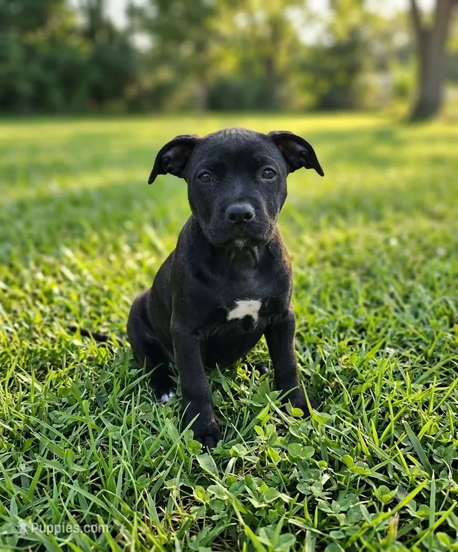 Elle – American Pit Bull Terrier puppy for sale in California, CA