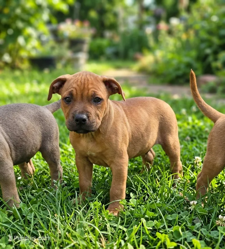 Scooter  – American Pit Bull Terrier puppy for sale in California, CA