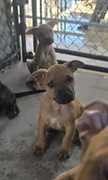 Scooter, a male American Pit Bull Terrier for sale in California, CA – 7 of 7